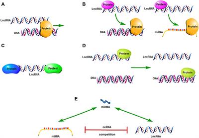 Long Non-Coding RNA in Esophageal Cancer: A Review of Research Progress
